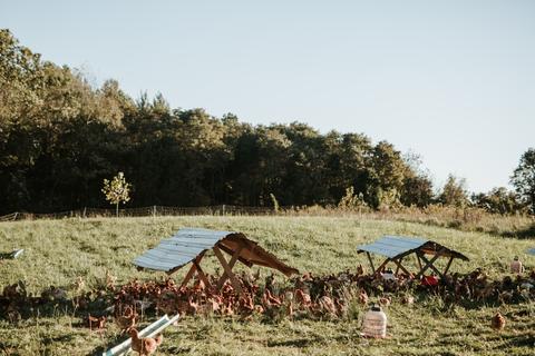 Groce Family Farm - Chickens Open Grazing