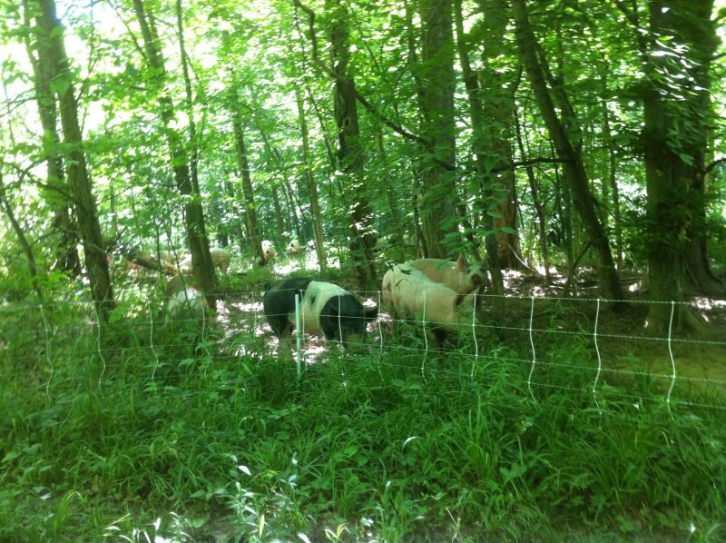 Simpson pigs in forest grazing