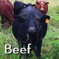 Grassfed Beef for Sale