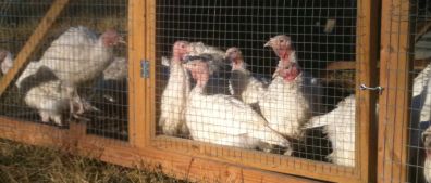 Pasture Raised Turkey - Simpson Family Farm