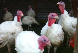 Simpson Farm Turkeys